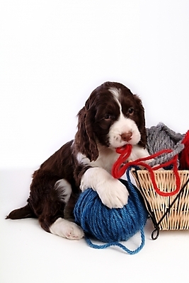 포토 JPG 스튜디오촬영 동물 척추동물 한마리 육지동물 반려견 포유류 사람없음 반려동물 바구니 스패니얼 털실 실 개 강아지 실타래 잉글리시스프링어스패니얼 실뭉치 반려 국내포토 1 실내 파일형식