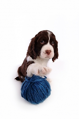 포토 JPG 스튜디오촬영 동물 척추동물 한마리 육지동물 반려견 포유류 사람없음 반려동물 스패니얼 털실 실 개 강아지 실타래 잉글리시스프링어스패니얼 실뭉치 반려 국내포토 1 실내 파일형식