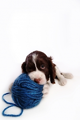 포토 JPG 스튜디오촬영 동물 척추동물 한마리 육지동물 반려견 포유류 사람없음 반려동물 스패니얼 털실 실 개 강아지 실타래 잉글리시스프링어스패니얼 실뭉치 반려 국내포토 1 실내 파일형식