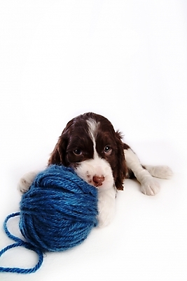 포토 JPG 스튜디오촬영 동물 척추동물 한마리 육지동물 반려견 포유류 사람없음 반려동물 스패니얼 털실 실 개 강아지 실타래 잉글리시스프링어스패니얼 실뭉치 반려 국내포토 1 실내 파일형식