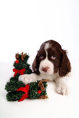 포토 JPG 스튜디오촬영 동물 척추동물 한마리 육지동물 리본 반려견 크리스마스장식 크리스마스 포유류 크리스마스용품 사슴 사람없음 장식 반려동물 크리스마스트리 스패니얼 개 강아지 잉글리시스프링어스패니얼 반려 국내포토 1 기념일 실내 용품 파일형식