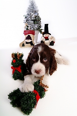 포토 JPG 스튜디오촬영 동물 척추동물 한마리 육지동물 리본 반려견 인형 크리스마스장식 크리스마스 포유류 크리스마스용품 사슴 사람없음 장식 반려동물 크리스마스트리 스패니얼 개 강아지 잉글리시스프링어스패니얼 반려 국내포토 1 기념일 실내 용품 파일형식