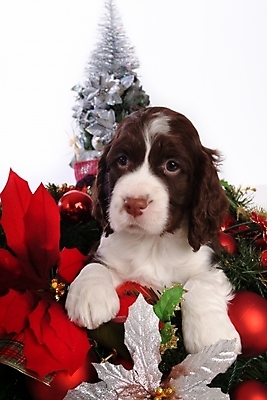 포토 JPG 스튜디오촬영 동물 척추동물 한마리 육지동물 반려견 크리스마스장식 크리스마스 포유류 크리스마스용품 사슴 사람없음 장식 반려동물 크리스마스트리 스패니얼 개 강아지 잉글리시스프링어스패니얼 반려 국내포토 1 기념일 실내 용품 파일형식