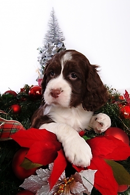 포토 JPG 스튜디오촬영 동물 척추동물 한마리 육지동물 반려견 크리스마스장식 크리스마스 포유류 크리스마스용품 사슴 사람없음 장식 반려동물 크리스마스트리 스패니얼 개 강아지 잉글리시스프링어스패니얼 반려 국내포토 1 기념일 실내 용품 파일형식