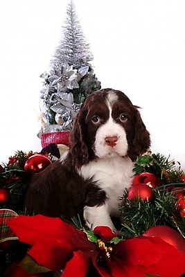 포토 JPG 스튜디오촬영 동물 척추동물 한마리 육지동물 반려견 크리스마스 포유류 사슴 사람없음 반려동물 크리스마스트리 스패니얼 개 강아지 잉글리시스프링어스패니얼 반려 국내포토 1 기념일 실내 파일형식