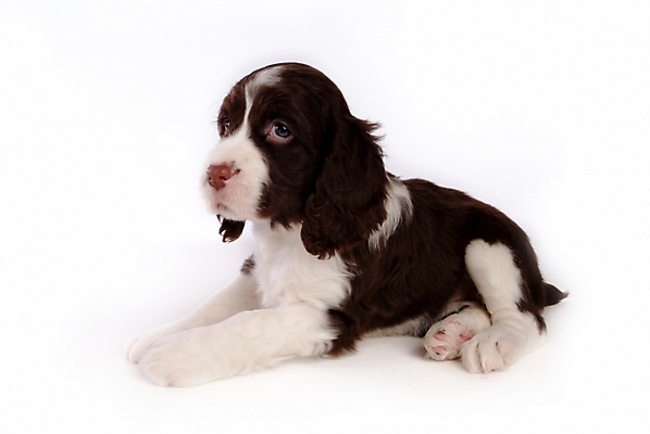 포토 JPG 스튜디오촬영 동물 척추동물 한마리 육지동물 반려견 포유류 사람없음 반려동물 스패니얼 개 강아지 잉글리시스프링어스패니얼 반려 국내포토 1 실내 파일형식