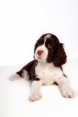 포토 JPG 스튜디오촬영 동물 척추동물 한마리 육지동물 반려견 포유류 사람없음 반려동물 스패니얼 개 강아지 잉글리시스프링어스패니얼 반려 국내포토 1 실내 파일형식
