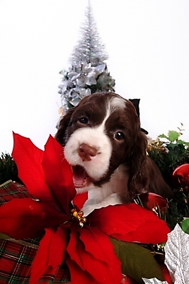 포토 JPG 스튜디오촬영 동물 척추동물 한마리 육지동물 반려견 크리스마스장식 크리스마스 포유류 크리스마스용품 사슴 사람없음 장식 반려동물 크리스마스트리 스패니얼 개 강아지 잉글리시스프링어스패니얼 반려 국내포토 1 기념일 실내 용품 파일형식