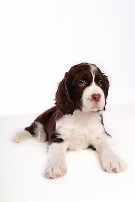포토 JPG 스튜디오촬영 동물 척추동물 한마리 육지동물 반려견 포유류 사람없음 반려동물 스패니얼 개 강아지 잉글리시스프링어스패니얼 반려 국내포토 1 실내 파일형식