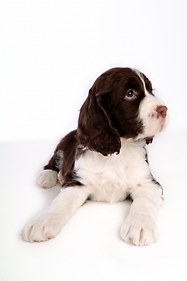 포토 JPG 스튜디오촬영 동물 척추동물 한마리 육지동물 반려견 포유류 사람없음 반려동물 스패니얼 개 강아지 잉글리시스프링어스패니얼 반려 국내포토 1 실내 파일형식