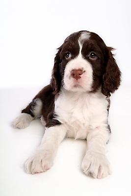 포토 JPG 스튜디오촬영 동물 척추동물 한마리 육지동물 반려견 포유류 사람없음 반려동물 스패니얼 개 강아지 잉글리시스프링어스패니얼 반려 국내포토 1 실내 파일형식