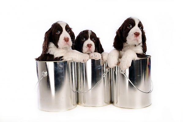 포토 JPG 스튜디오촬영 동물 척추동물 육지동물 반려견 포유류 통 세마리 사람없음 반려동물 스패니얼 개 강아지 페인트통 잉글리시스프링어스패니얼 반려 국내포토 실내 3 페인트 파일형식