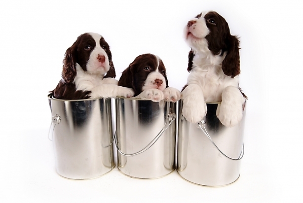 포토 JPG 스튜디오촬영 동물 척추동물 육지동물 반려견 포유류 통 세마리 사람없음 반려동물 스패니얼 개 강아지 페인트통 잉글리시스프링어스패니얼 반려 국내포토 실내 3 페인트 파일형식