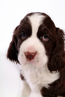 포토 JPG 스튜디오촬영 동물 척추동물 한마리 육지동물 반려견 포유류 사람없음 반려동물 스패니얼 개 강아지 잉글리시스프링어스패니얼 반려 국내포토 1 실내 파일형식