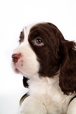 포토 JPG 스튜디오촬영 동물 척추동물 한마리 육지동물 반려견 포유류 사람없음 반려동물 스패니얼 개 강아지 잉글리시스프링어스패니얼 반려 국내포토 1 실내 파일형식