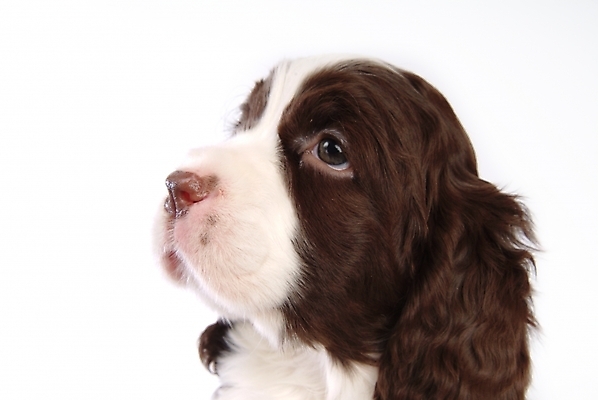 포토 JPG 스튜디오촬영 동물 척추동물 한마리 육지동물 반려견 포유류 사람없음 반려동물 스패니얼 개 강아지 잉글리시스프링어스패니얼 반려 국내포토 1 실내 파일형식