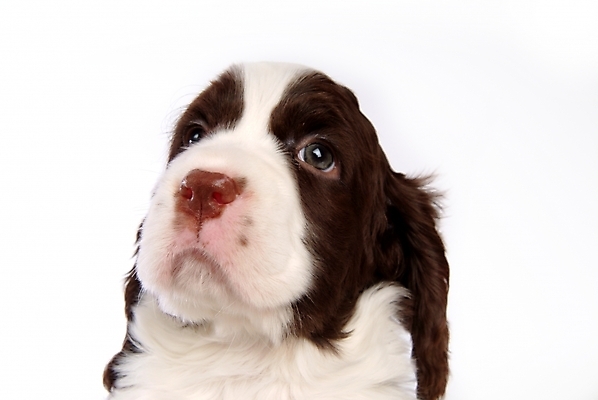 포토 JPG 스튜디오촬영 동물 척추동물 한마리 육지동물 반려견 포유류 사람없음 반려동물 스패니얼 개 강아지 잉글리시스프링어스패니얼 반려 국내포토 1 실내 파일형식