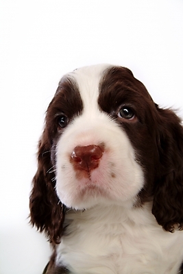 포토 JPG 스튜디오촬영 동물 척추동물 한마리 육지동물 반려견 포유류 사람없음 반려동물 스패니얼 개 강아지 잉글리시스프링어스패니얼 반려 국내포토 1 실내 파일형식