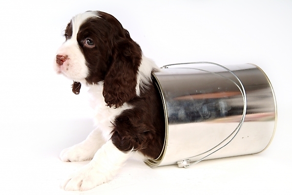 포토 JPG 스튜디오촬영 동물 척추동물 한마리 육지동물 반려견 포유류 통 사람없음 반려동물 스패니얼 개 강아지 페인트통 잉글리시스프링어스패니얼 반려 국내포토 1 실내 페인트 파일형식