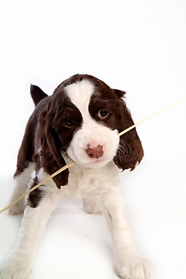 포토 JPG 스튜디오촬영 동물 척추동물 한마리 육지동물 반려견 포유류 사람없음 반려동물 스패니얼 실 개 강아지 잉글리시스프링어스패니얼 반려 국내포토 1 실내 파일형식