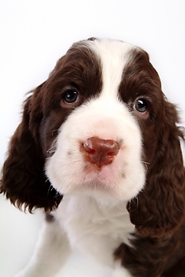 포토 JPG 스튜디오촬영 동물 척추동물 한마리 육지동물 반려견 포유류 사람없음 반려동물 스패니얼 개 강아지 잉글리시스프링어스패니얼 반려 국내포토 1 실내 파일형식