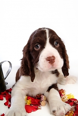 포토 JPG 스튜디오촬영 식물 동물 척추동물 한마리 육지동물 꽃잎 꽃 반려견 포유류 사람없음 반려동물 스패니얼 개 강아지 잉글리시스프링어스패니얼 반려 국내포토 1 실내 파일형식