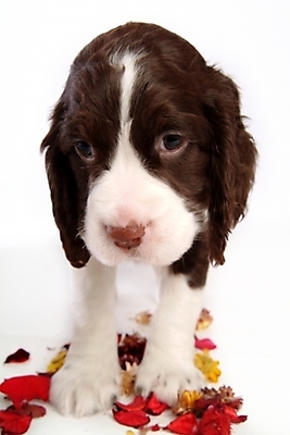 포토 JPG 스튜디오촬영 식물 동물 척추동물 한마리 육지동물 꽃잎 꽃 반려견 포유류 사람없음 반려동물 스패니얼 개 강아지 잉글리시스프링어스패니얼 반려 국내포토 1 실내 파일형식