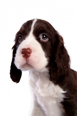 포토 JPG 스튜디오촬영 동물 척추동물 한마리 육지동물 반려견 포유류 사람없음 반려동물 스패니얼 개 강아지 잉글리시스프링어스패니얼 반려 국내포토 1 실내 파일형식