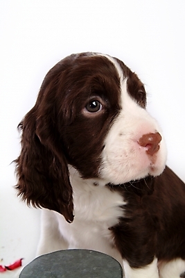 포토 JPG 스튜디오촬영 동물 척추동물 한마리 육지동물 반려견 포유류 사람없음 반려동물 스패니얼 개 강아지 잉글리시스프링어스패니얼 반려 국내포토 1 실내 파일형식