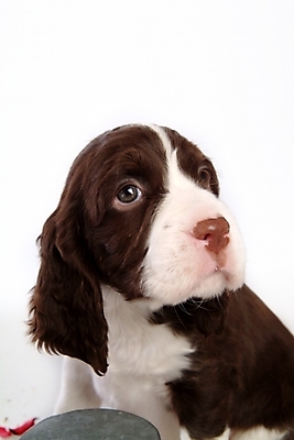 포토 JPG 스튜디오촬영 동물 척추동물 한마리 육지동물 반려견 포유류 사람없음 반려동물 스패니얼 개 강아지 잉글리시스프링어스패니얼 반려 국내포토 1 실내 파일형식