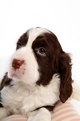 포토 JPG 스튜디오촬영 동물 척추동물 한마리 육지동물 반려견 포유류 사람없음 반려동물 스패니얼 개 강아지 잉글리시스프링어스패니얼 반려 비게 국내포토 1 실내 파일형식