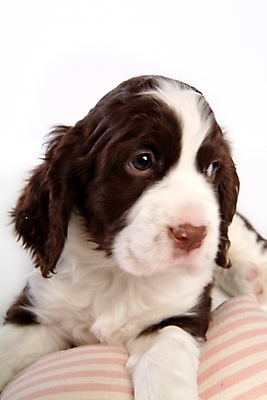 포토 JPG 스튜디오촬영 동물 척추동물 한마리 육지동물 반려견 포유류 사람없음 반려동물 스패니얼 개 강아지 잉글리시스프링어스패니얼 반려 국내포토 1 실내 파일형식