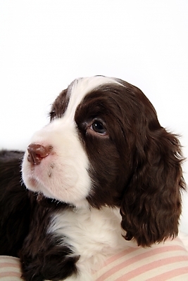 포토 JPG 스튜디오촬영 동물 척추동물 한마리 육지동물 반려견 포유류 사람없음 반려동물 스패니얼 개 강아지 잉글리시스프링어스패니얼 반려 국내포토 1 실내 파일형식