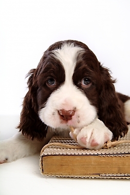 포토 JPG 스튜디오촬영 동물 척추동물 한마리 육지동물 반려견 포유류 사람없음 책 반려동물 스패니얼 개 강아지 잉글리시스프링어스패니얼 반려 국내포토 1 실내 파일형식