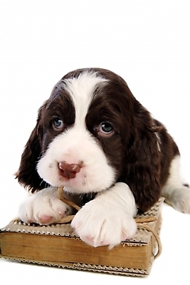 포토 JPG 스튜디오촬영 동물 척추동물 한마리 육지동물 반려견 포유류 사람없음 책 반려동물 스패니얼 개 강아지 잉글리시스프링어스패니얼 반려 국내포토 1 실내 파일형식