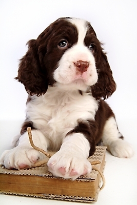 포토 JPG 스튜디오촬영 동물 척추동물 한마리 육지동물 반려견 포유류 사람없음 책 반려동물 스패니얼 개 강아지 잉글리시스프링어스패니얼 반려 국내포토 1 실내 파일형식