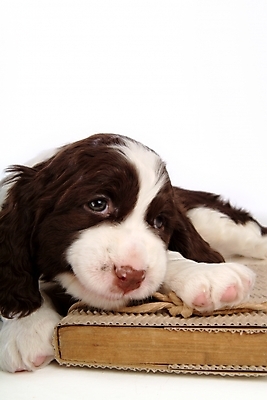 포토 JPG 스튜디오촬영 동물 척추동물 한마리 육지동물 반려견 포유류 사람없음 책 반려동물 스패니얼 개 강아지 잉글리시스프링어스패니얼 반려 국내포토 1 실내 파일형식