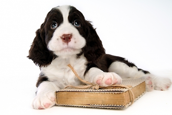 포토 JPG 스튜디오촬영 동물 척추동물 한마리 육지동물 반려견 포유류 사람없음 책 반려동물 스패니얼 개 강아지 잉글리시스프링어스패니얼 반려 국내포토 1 실내 파일형식