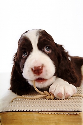 포토 JPG 스튜디오촬영 동물 척추동물 한마리 육지동물 반려견 포유류 사람없음 책 반려동물 스패니얼 개 강아지 잉글리시스프링어스패니얼 반려 국내포토 1 실내 파일형식