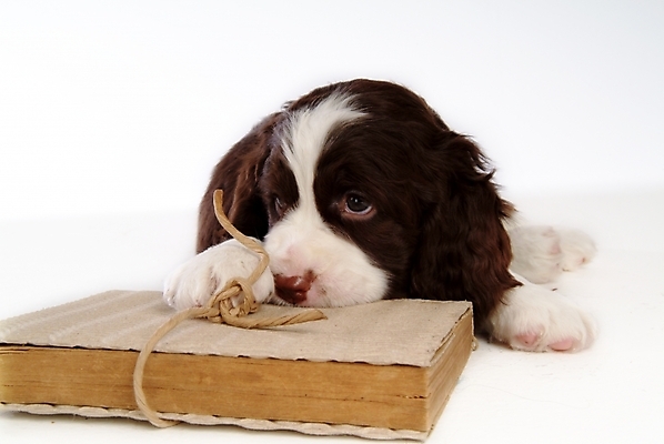 포토 JPG 스튜디오촬영 동물 척추동물 한마리 육지동물 반려견 포유류 사람없음 책 반려동물 스패니얼 개 강아지 잉글리시스프링어스패니얼 반려 국내포토 1 실내 파일형식