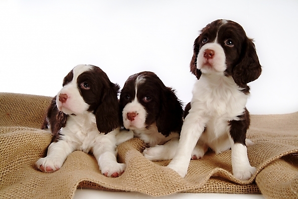 포토 JPG 스튜디오촬영 동물 척추동물 육지동물 반려견 포유류 세마리 사람없음 반려동물 카펫 스패니얼 개 강아지 잉글리시스프링어스패니얼 반려 국내포토 실내 3 파일형식