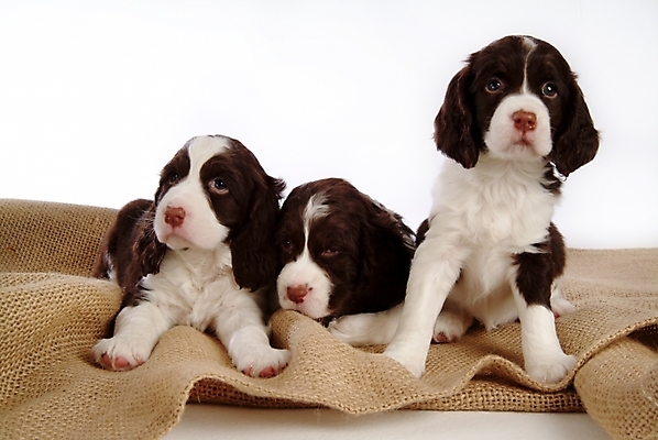 포토 JPG 스튜디오촬영 동물 척추동물 육지동물 반려견 포유류 세마리 사람없음 반려동물 카펫 스패니얼 개 강아지 잉글리시스프링어스패니얼 반려 국내포토 실내 3 파일형식