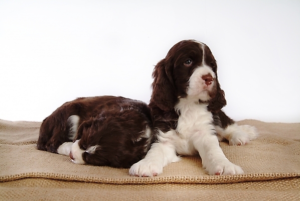 포토 JPG 스튜디오촬영 동물 척추동물 한마리 육지동물 반려견 포유류 사람없음 반려동물 카펫 스패니얼 개 강아지 잉글리시스프링어스패니얼 반려 국내포토 1 실내 파일형식