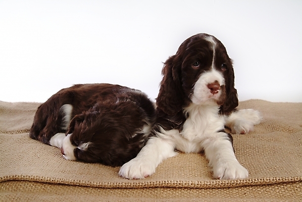 포토 JPG 스튜디오촬영 동물 척추동물 육지동물 반려견 두마리 포유류 사람없음 반려동물 카펫 스패니얼 개 강아지 잉글리시스프링어스패니얼 반려 국내포토 2 실내 파일형식