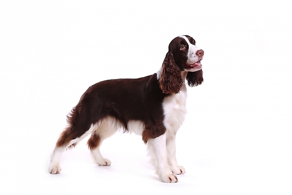 포토 JPG 스튜디오촬영 동물 척추동물 한마리 육지동물 반려견 포유류 사람없음 반려동물 스패니얼 개 강아지 잉글리시스프링어스패니얼 반려 국내포토 1 실내 파일형식
