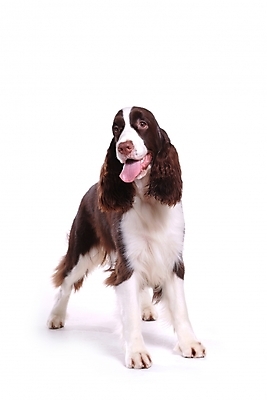 포토 JPG 스튜디오촬영 동물 척추동물 한마리 육지동물 반려견 포유류 사람없음 반려동물 스패니얼 개 강아지 잉글리시스프링어스패니얼 반려 국내포토 1 실내 파일형식
