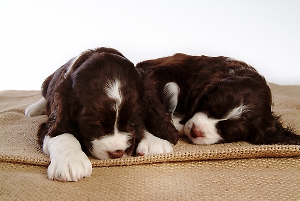 포토 JPG 스튜디오촬영 동물 척추동물 육지동물 반려견 두마리 포유류 사람없음 반려동물 카펫 스패니얼 잠 수면 개 강아지 잉글리시스프링어스패니얼 반려 국내포토 2 실내 물 파일형식