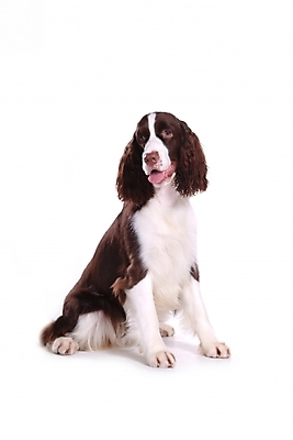 포토 JPG 스튜디오촬영 동물 척추동물 한마리 육지동물 반려견 포유류 사람없음 반려동물 스패니얼 개 강아지 잉글리시스프링어스패니얼 반려 국내포토 1 실내 파일형식