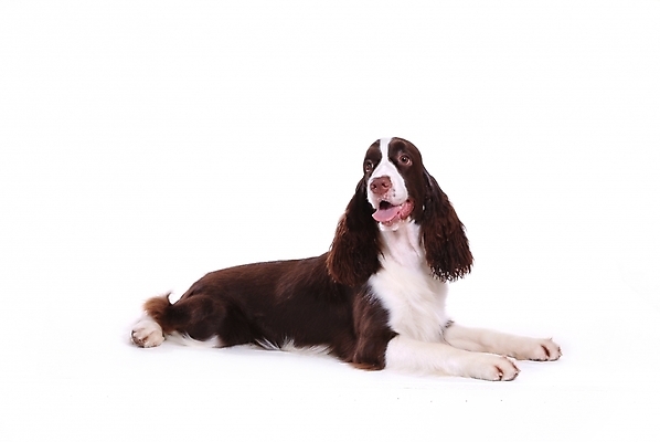 포토 JPG 스튜디오촬영 동물 척추동물 한마리 육지동물 반려견 포유류 사람없음 반려동물 스패니얼 개 강아지 잉글리시스프링어스패니얼 반려 국내포토 1 실내 파일형식