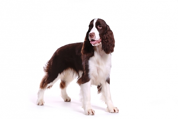 포토 JPG 스튜디오촬영 동물 척추동물 한마리 육지동물 반려견 포유류 사람없음 반려동물 스패니얼 개 강아지 잉글리시스프링어스패니얼 반려 국내포토 1 실내 파일형식